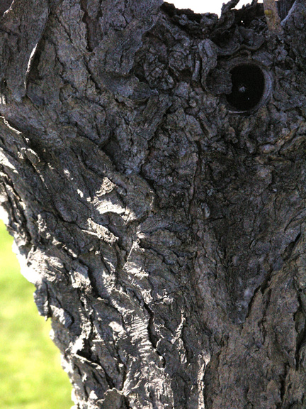 The bark is quite dark and coarse with large flat plates.